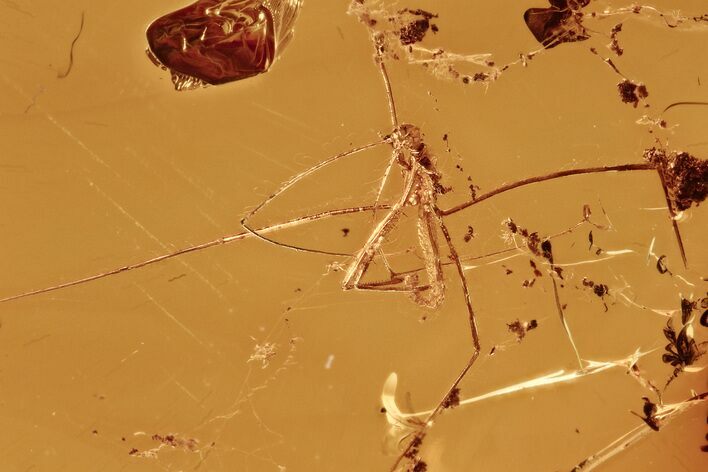 Fossil Assassin Bug (Reduviidae) & Spider Webs in Baltic Amber - Rare! #284591